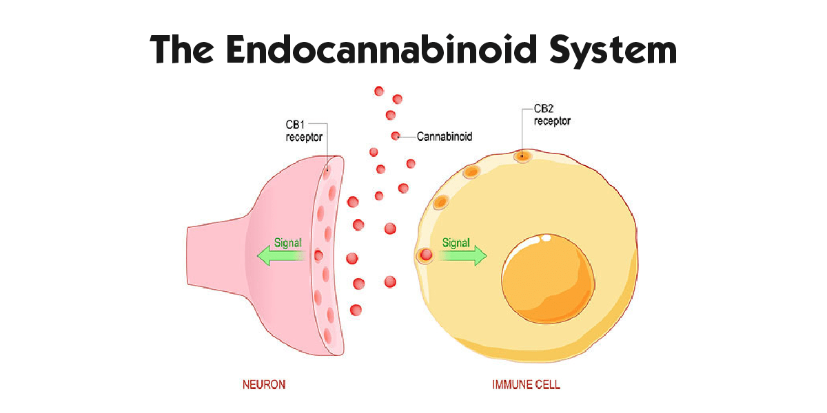 The Endocannabinoid System: An Overview