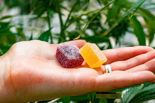 A picture of a hand holding two Delta 8 THC gummies with plants in the background.