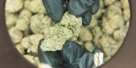 Close-up of a THCA flower being inspected through a magnifying glass, checking for mold to ensure quality and purity.