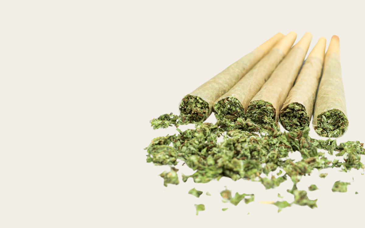 Black Sugar THCA Pre Rolls: Product Spotlight