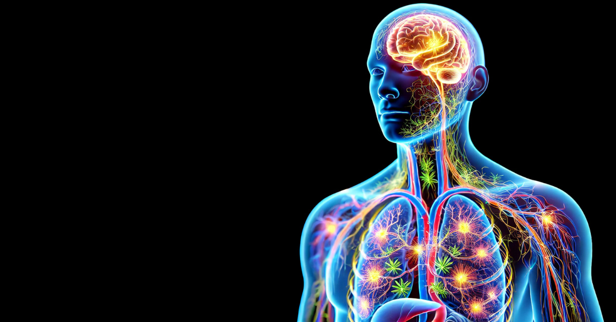 Unlocking the Secrets of your Body’s Endocannabinoid System