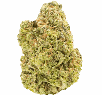 Amnesia Haze THCA Flower min