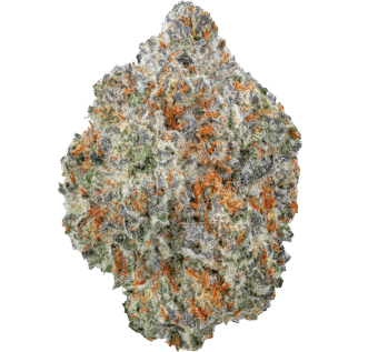 Biscotti Strain