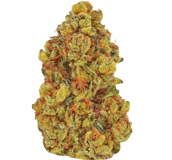 Dosi Strain min