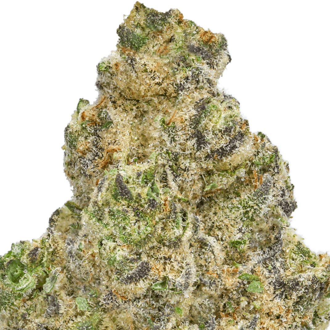 Mango Mintality Strain