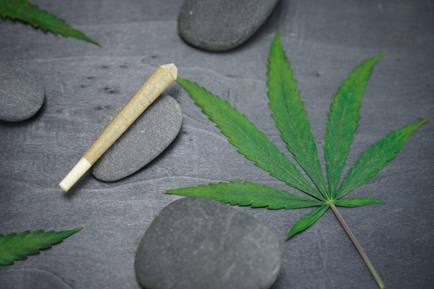 picture2 Pre-rolled CBD medical marijuana and hemp leaves on black wood background.
