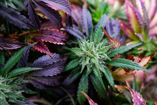 Cannabis 101: What Is Cannabis? Your Complete Beginner’s Guide