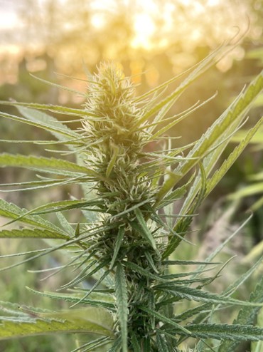A tall Marijuana plant in a field against the sunset.