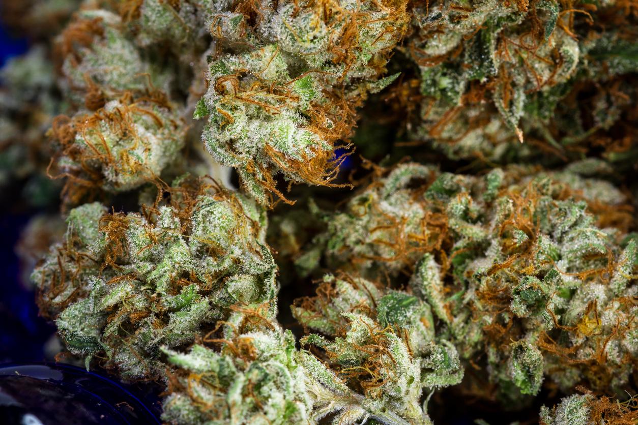 How To Spot Quality THCA Flower