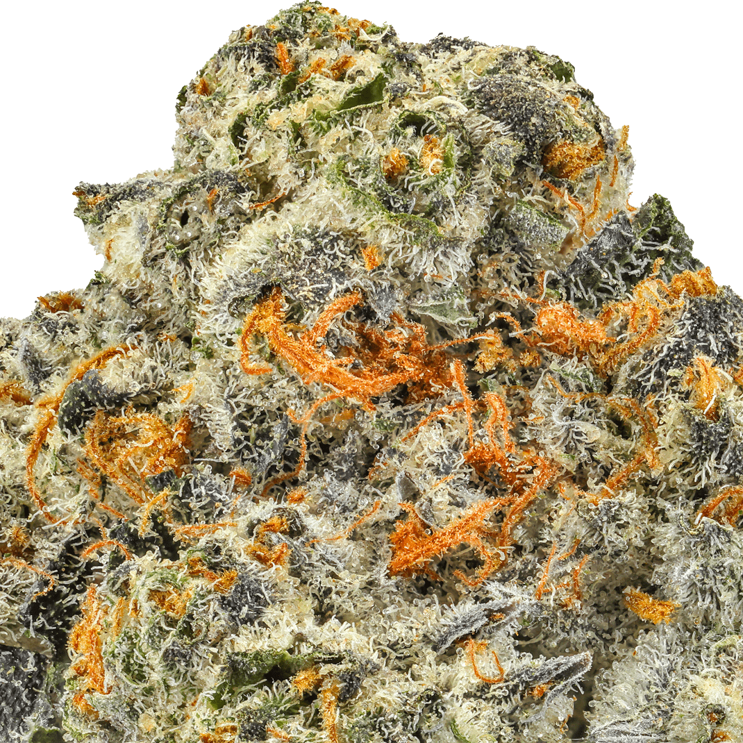 Girl-Scout-Cookies-Strain-Macro-min Girl Scout Cookies Strain