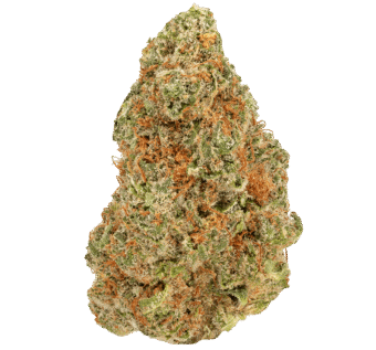 Glue Dawg Strain