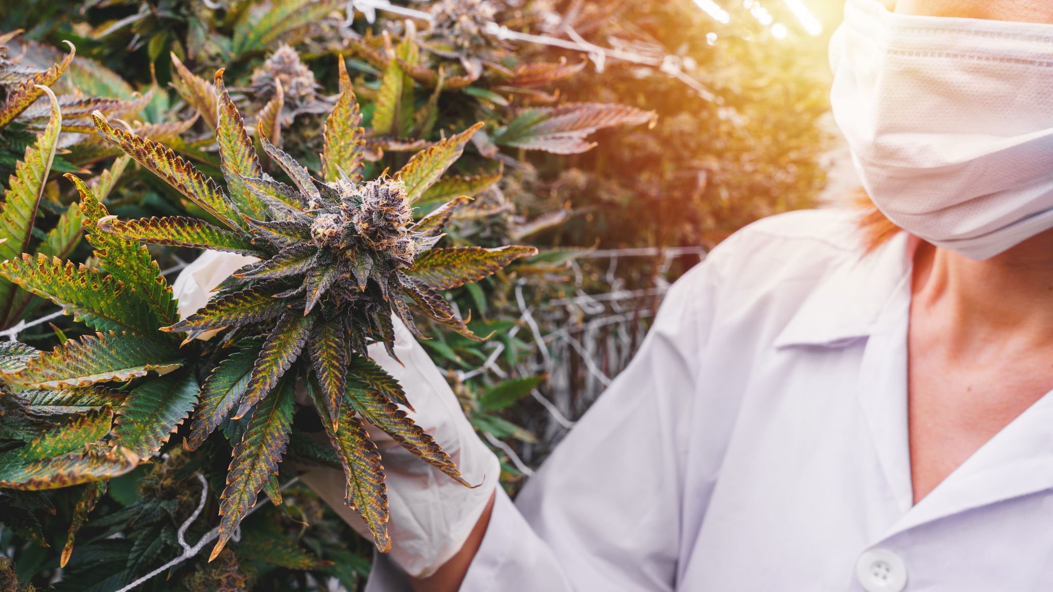 The Complete Guide to THCA Companies in Asheville: Your Dispensary Shopping Resource