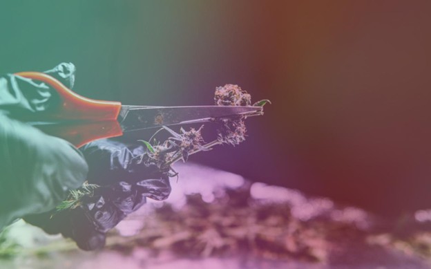 THCA flower bud snipped from a cannabis plant.