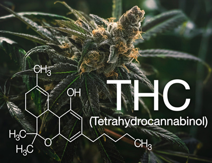THC Potency Guide