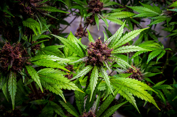 THCA Strain Classification: Indica, Sativa, and Hybrid