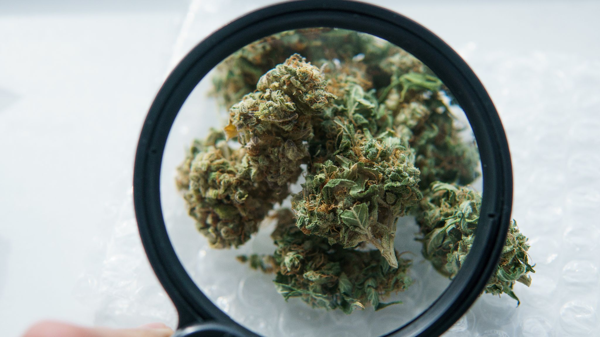 Understanding THCA Flower: A Complete Guide from Your Asheville Dispensary