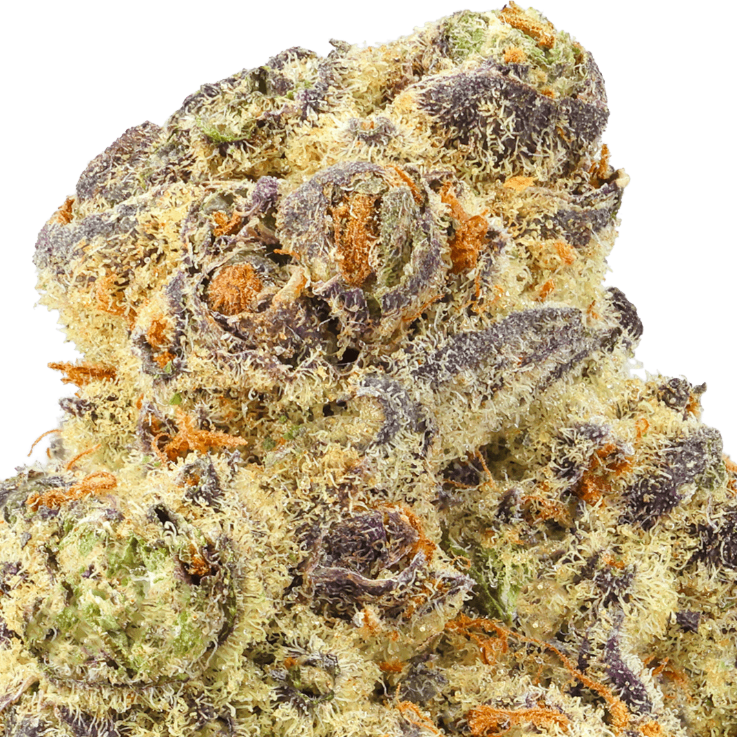 Black Truffle Strain