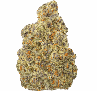 Black Truffle Strain