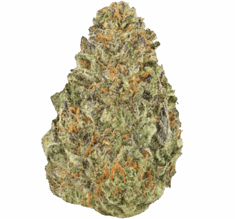 Ice Cream Cookies Strain