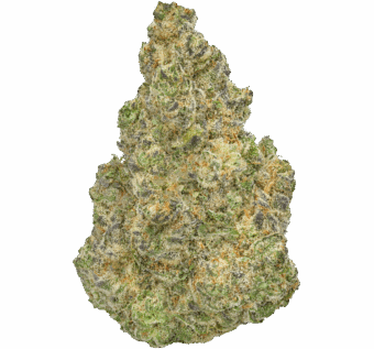 Mango Mintality Strain