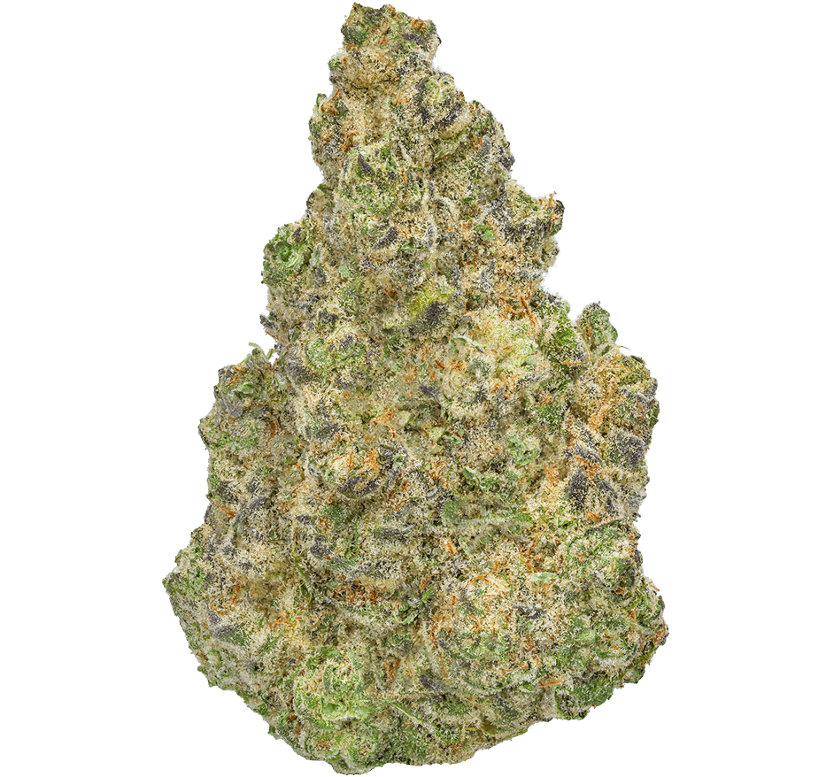 Mango Mintality Strain
