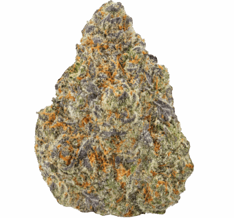 Double Lemon Gucci Strain