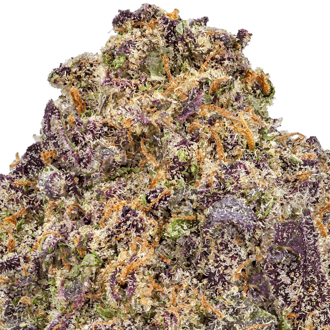 Flamingo-Strain-Macro Flamingo Strain