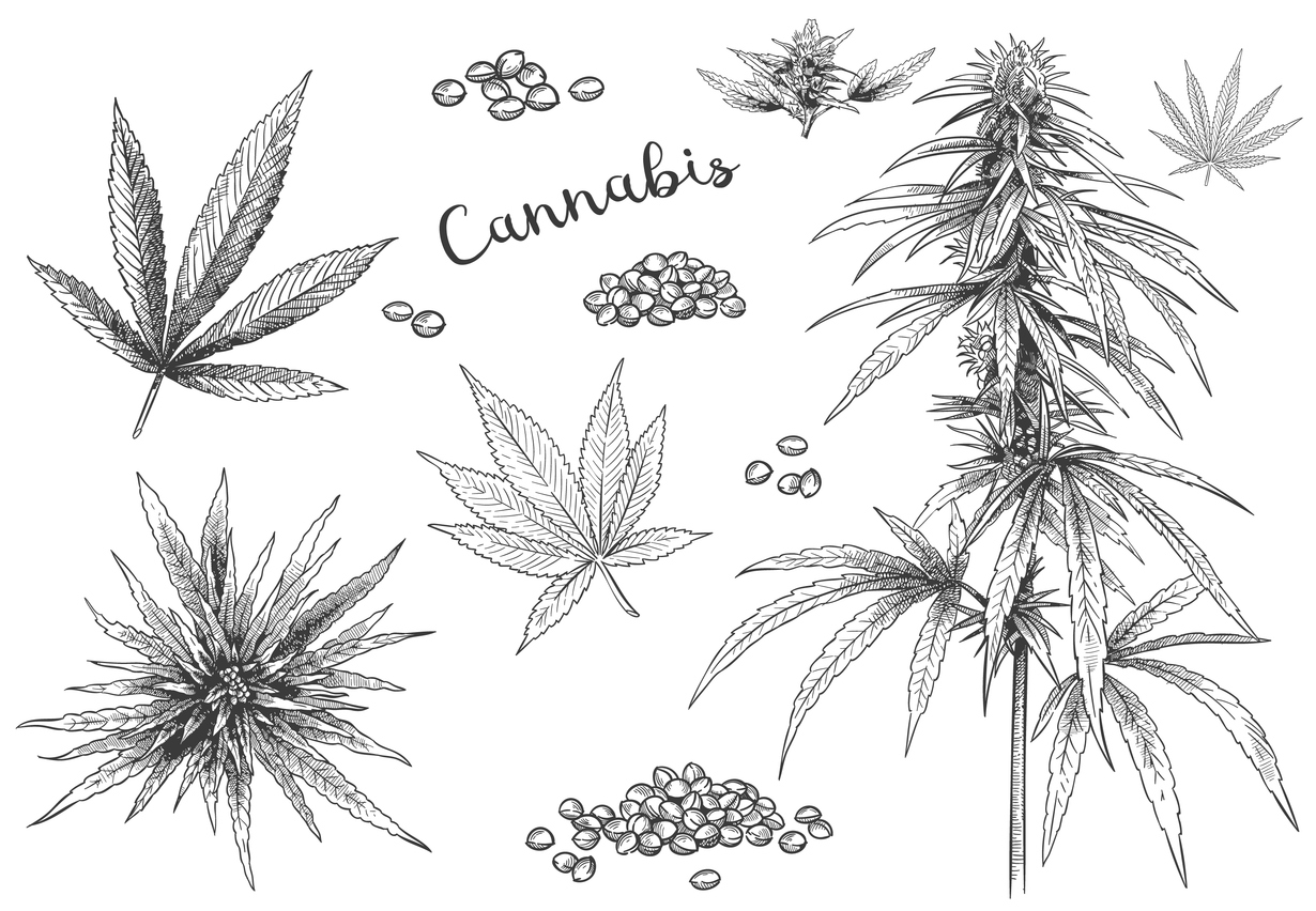 Hand-drawn Cannabis