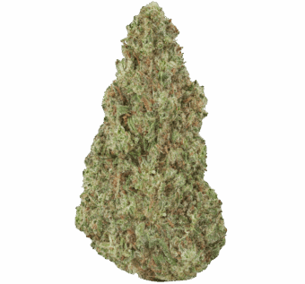 Jager-Sour-Diesel-Strain Jager Sour Diesel Strain