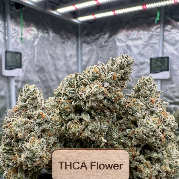 indoor THCA Flower buds