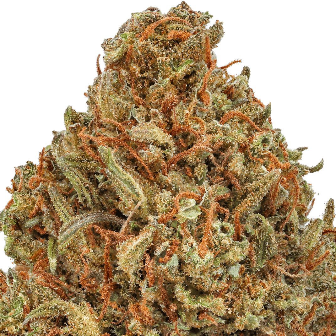 Sativa Diva Strain