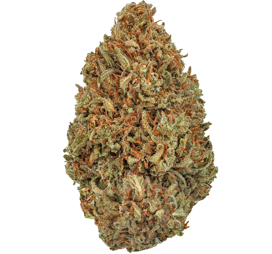 Sativa Diva Strain