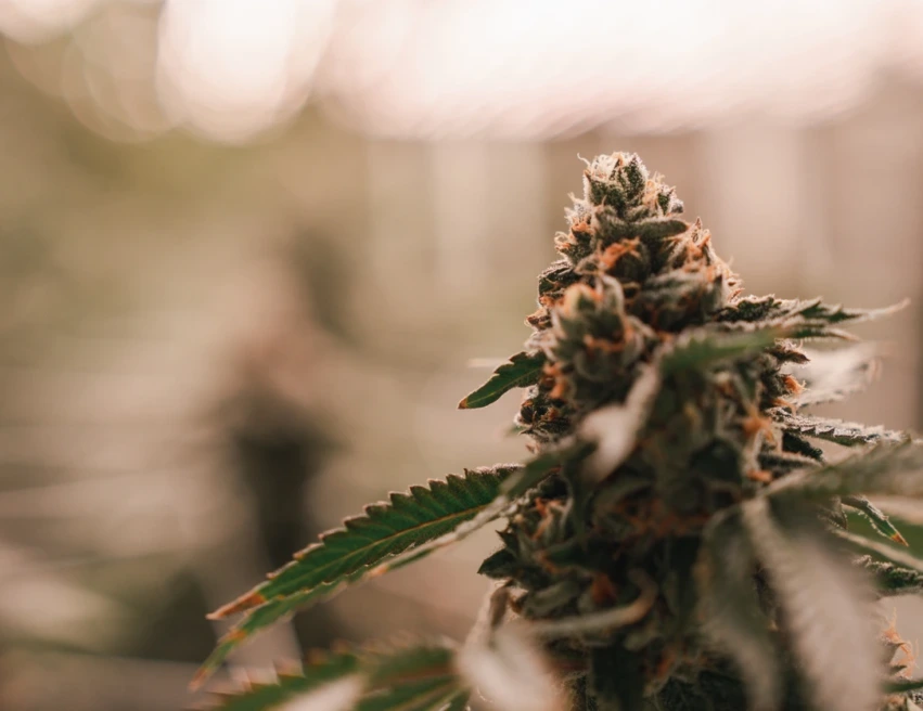 Greenhouse THCA flower