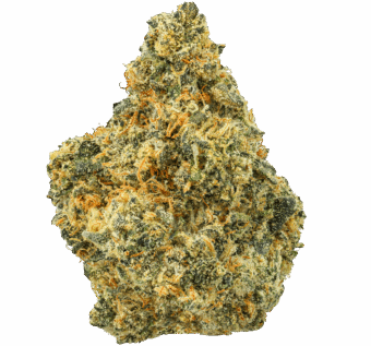 Astronaut Status 24 Strain