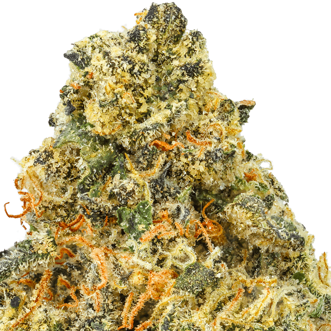 Astronaut Status 24 Strain