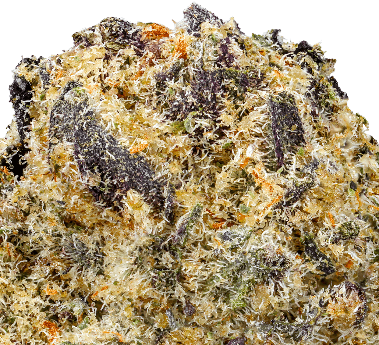 Black Truffle Strain