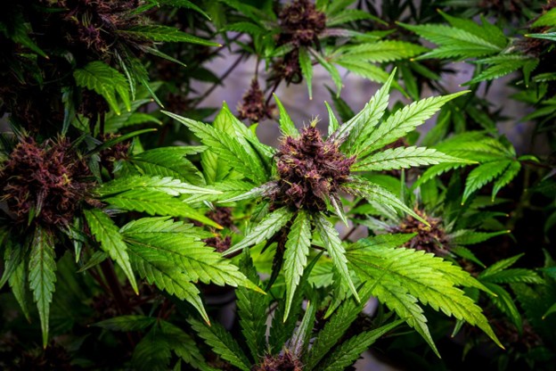 How Long Does THCA Stay in Your System?