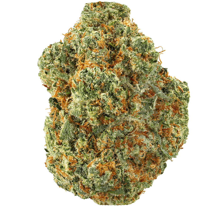 Jack Herer Strain Jack Herer Strain