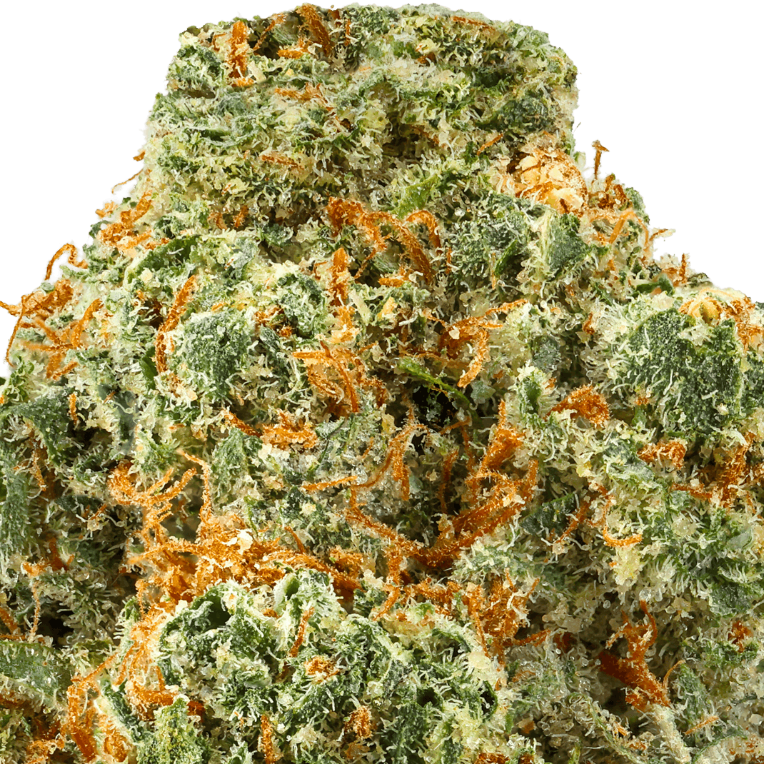 Jack-Herrer-Strain-macro (1) Jack Herer Strain