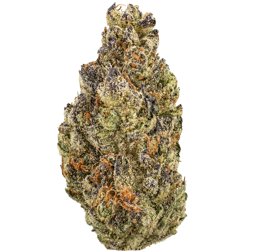 Lemon-Punch-Strain Lemon Punch Strain