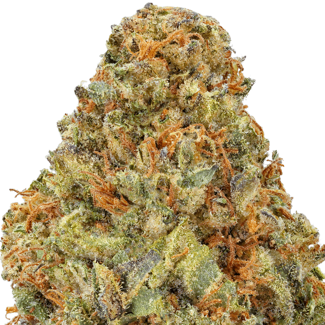 MAC 1 Strain
