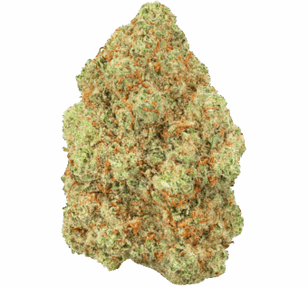 Purple Gushers Strain