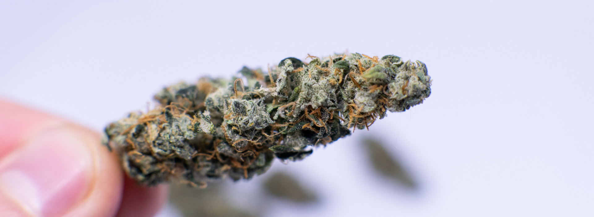 THCA vs THCP: Potency & Effects Compared