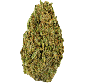 GG4 Strain