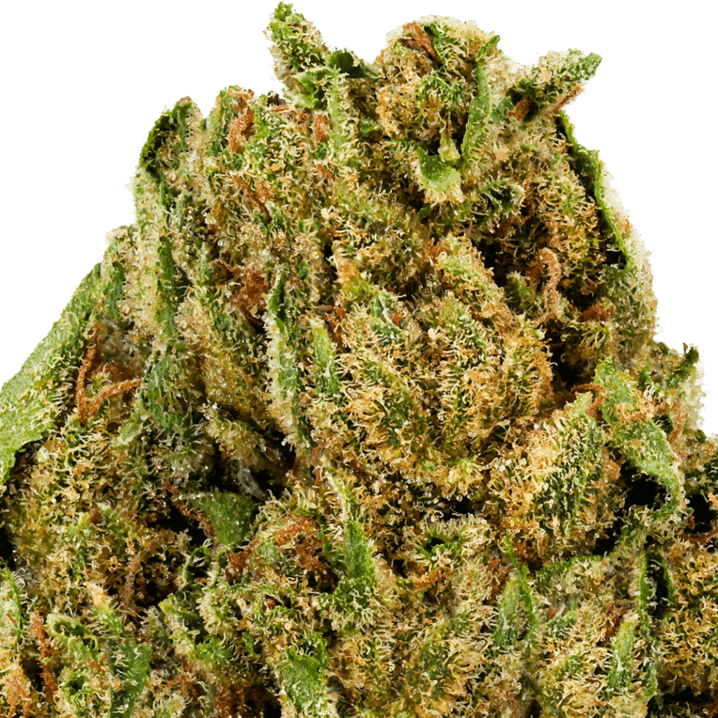 GG4 Strain