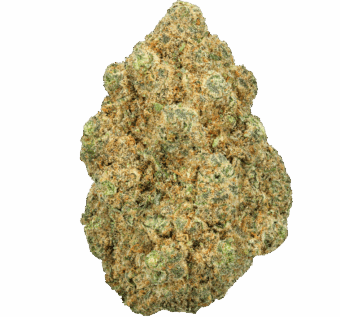 Georgia-Pie-Strain (1) Georgia Pie Strain