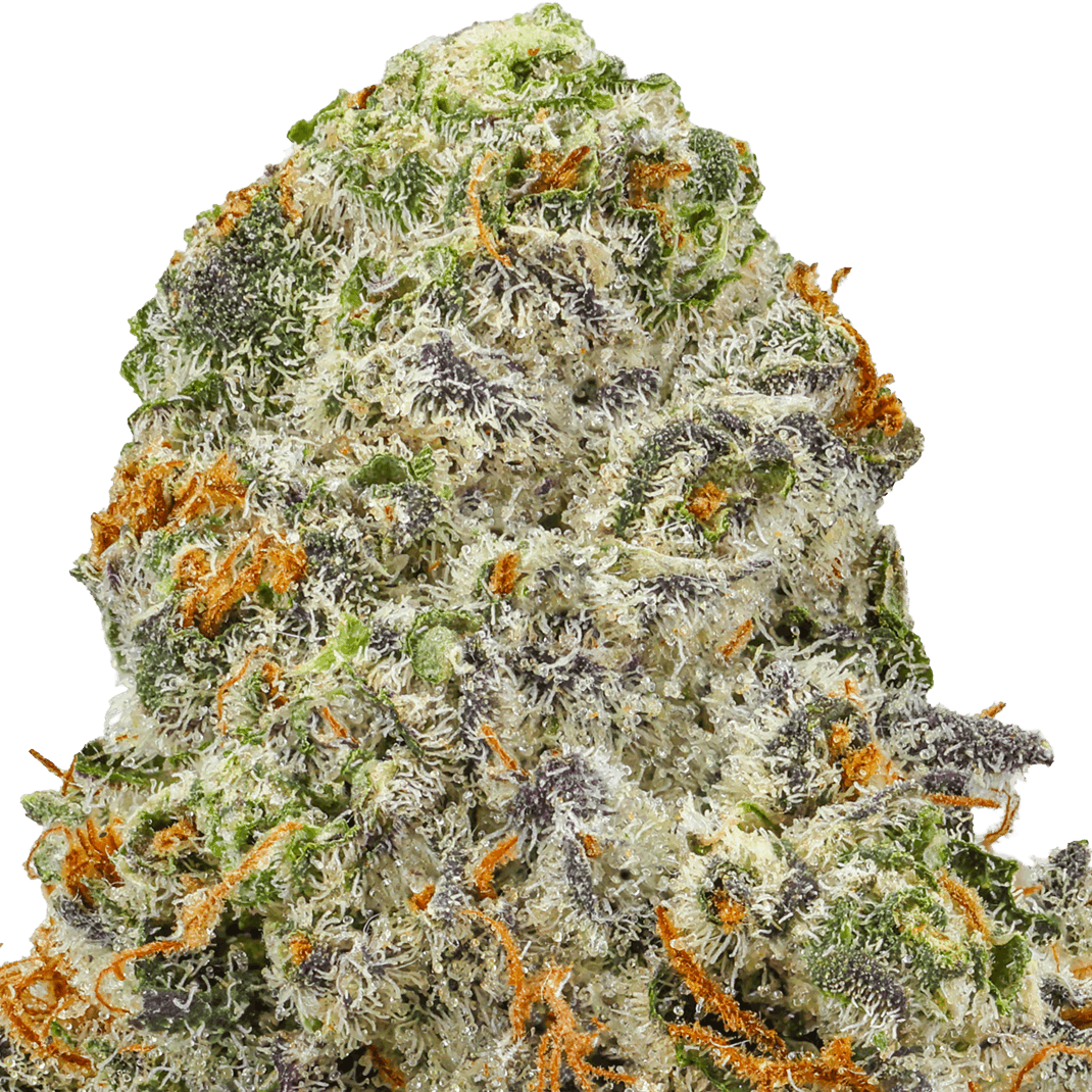 Kundalini Sherbert Strain