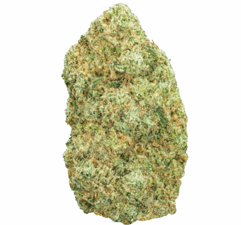 White Russian Strain