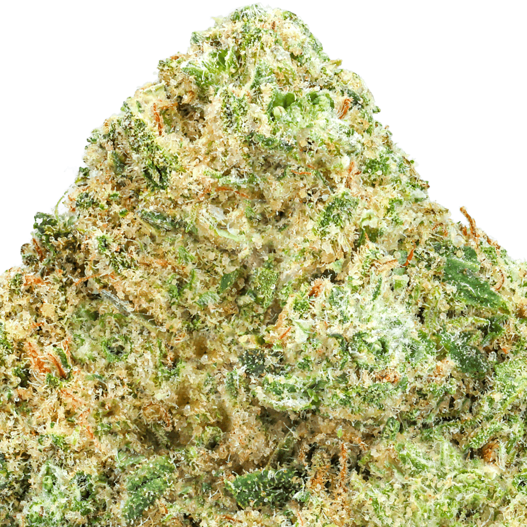 White Russian Strain