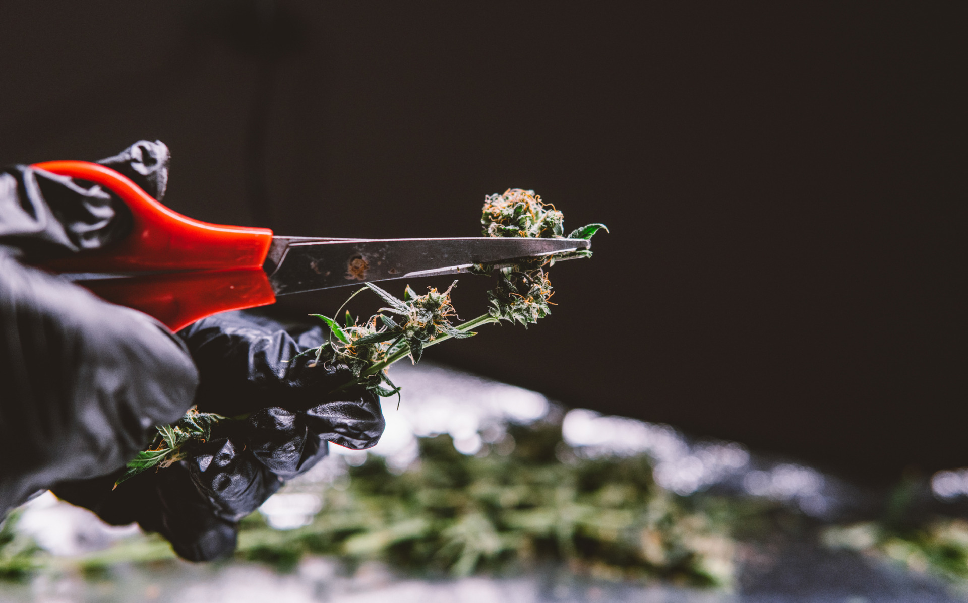 Premium THCA Flower: How to Tell If It’s Actually Worth the Price